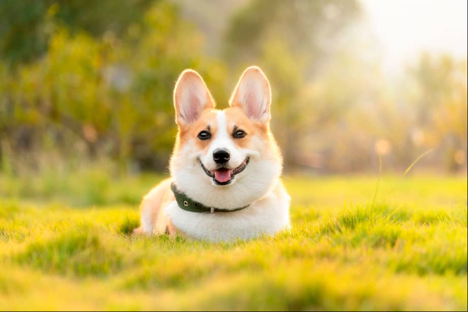 “Mascotas al Parque” también será una plataforma para promover la adopción responsable.