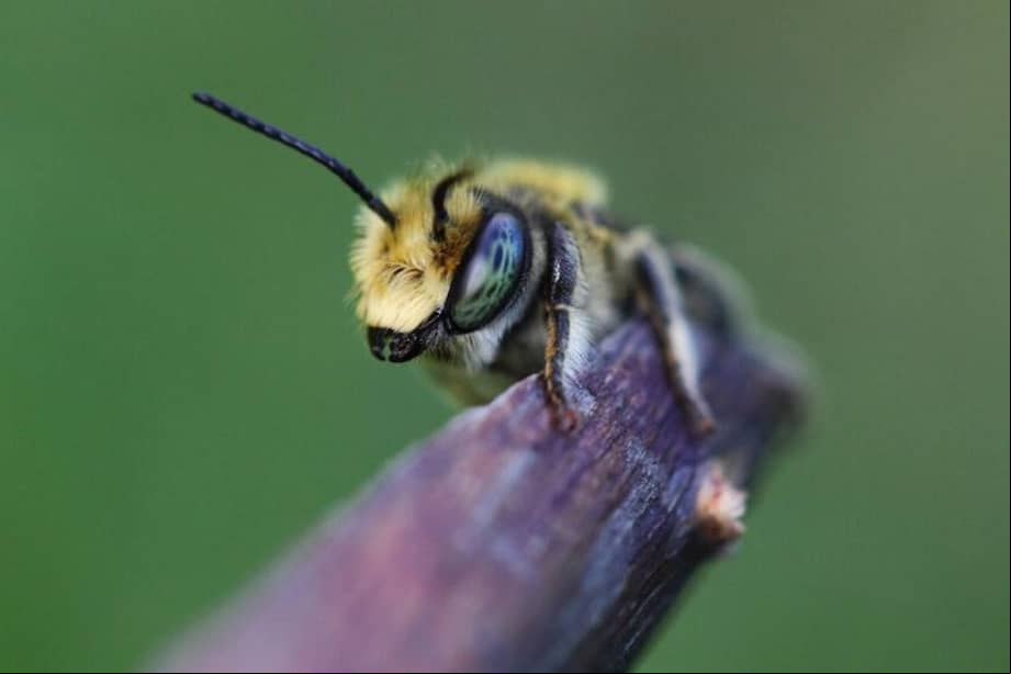Las abejas proceden de un antiguo supercontinente
