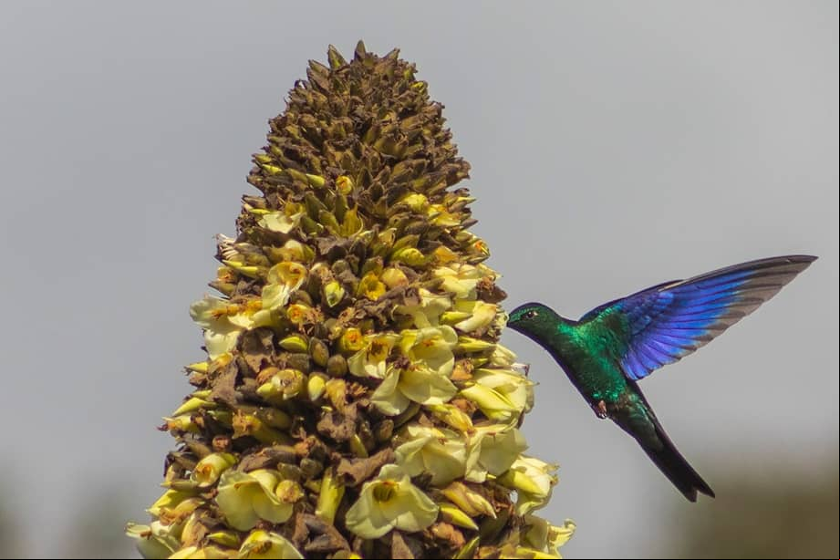El Parque Nacional de Chingaza es conocido por su biodiversidad y la posibilidad de avistar fauna silvestre, como venados cola blanca y osos de anteojos.