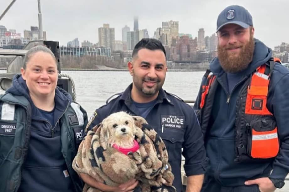 La perrita fue trasladada al Animal Care Center (ACC) de Nueva York, donde se le diagnosticó una infección respiratoria.