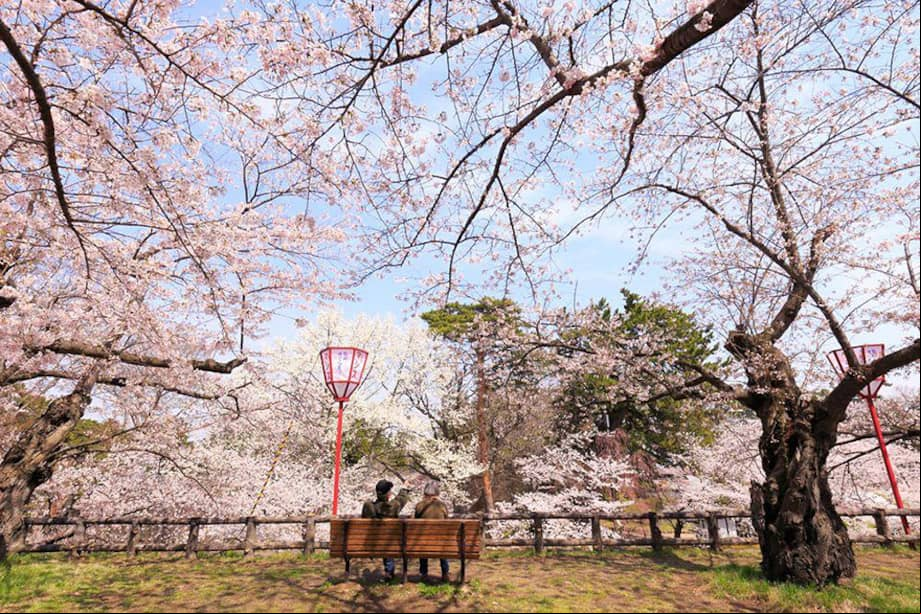 Antes de descubrir estos lugares, es importante conocer la especie protagonista de este fenómeno: el cerezo de flor japonés (Prunus serrulata)