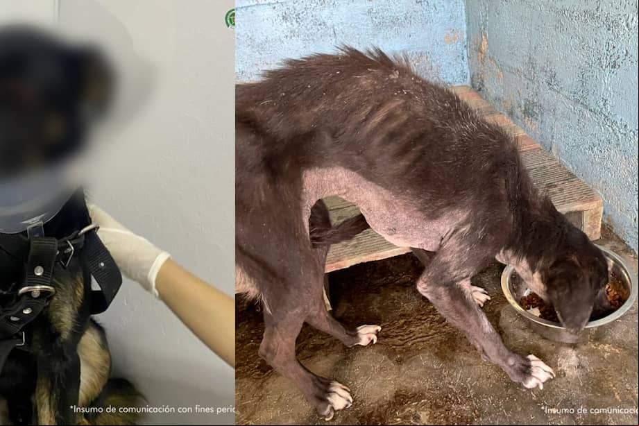 ‘Thor’ perdió uno de sus ojos, además de sufrir heridas en otras partes de su cuerpo. Por su parte, ‘La Negra’ estaba encerrada sin a agua ni comida y en un evidente estado de desnutrición y abandono.
