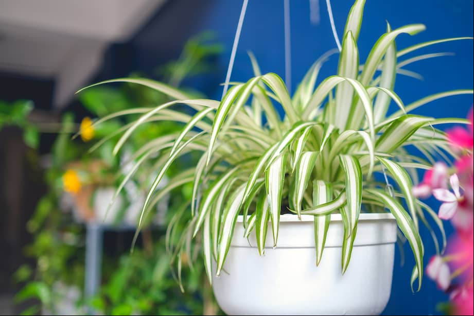 La cinta es una planta relativamente pequeña que no supera los 60 centímetros de altura.