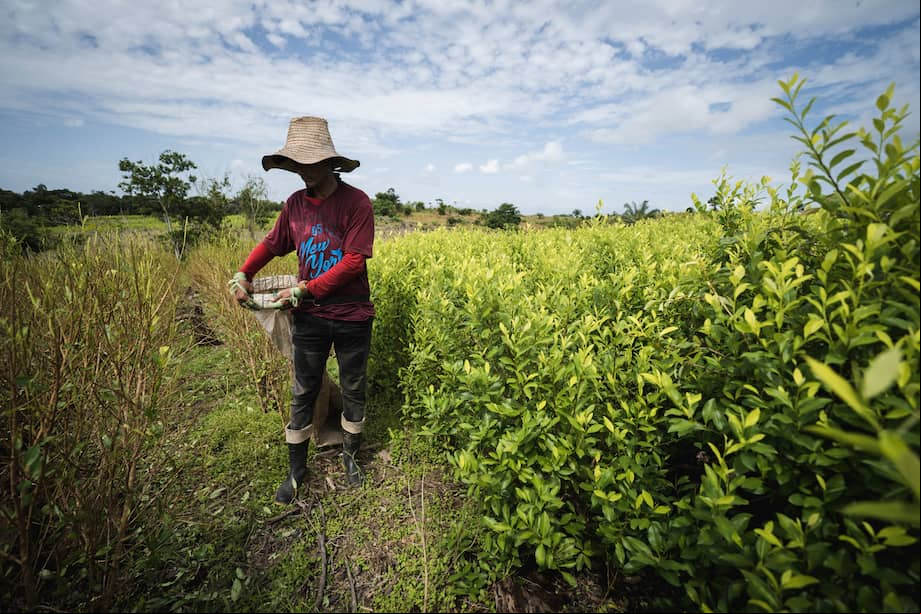 Expertos documentan que de 2013 a la fecha, los carteles mexicanos del narcotráfico han entrado al menos tres veces a negociar la coca producida en el Catatumbo.