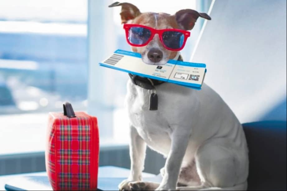 Las aerolíneas establecen límites de peso y tamaño para los animales que pueden viajar en cabina.