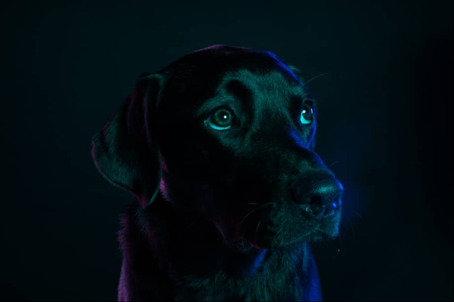 Imagen de referencia. Olive está ganándose el cariño de miles de s en redes sociales.