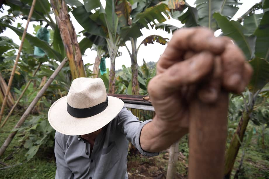 Según el estudio, el riesgo climático reduce la oferta de crédito y debilita la capacidad de los agricultores de usar el crédito como una herramienta frente a emergencias. Foto: Mauricio Alvarado
