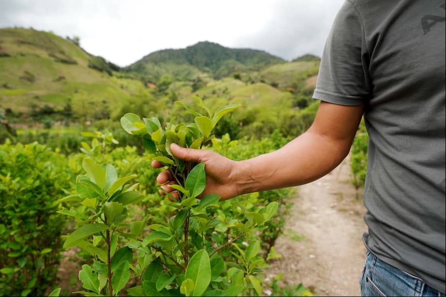 En el 98% de los municipios en donde se registra concentración de territorios de coca, se pudo comprobar que hay presencia de al menos un grupo armado ilegal.