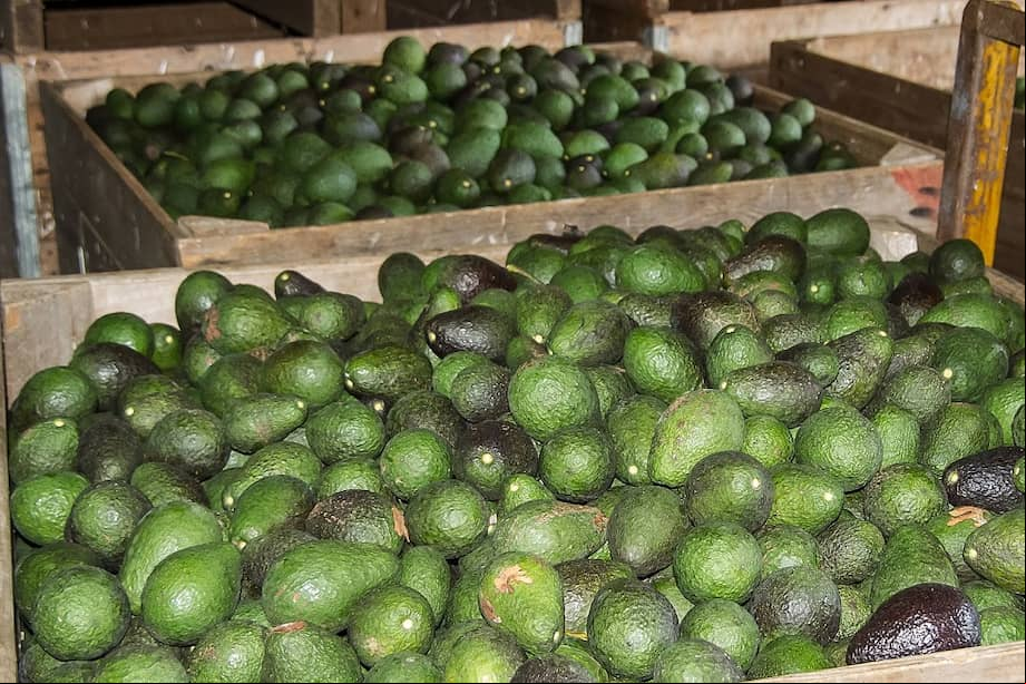 Tanto el Gobierno como Amcham destacaron la incursión del aguacate hass colombiano en el mercado estadounidense. / Pixabay
